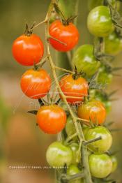 Image du Maroc Professionnelle de  Avec l'introduction des cultures sous abris serres, la région de Dakhla est devenue en très peu de temps célèbre pour ces productions de fruits et légumes destinés à l’export.  Sous d’immenses serres, la production des tomates en grappes bénéficie d’un climat phénoménalement ensoleillé, tempéré et régulier, Mardi 21 Novembre 2006. (Photo / Abdeljalil Bounhar)